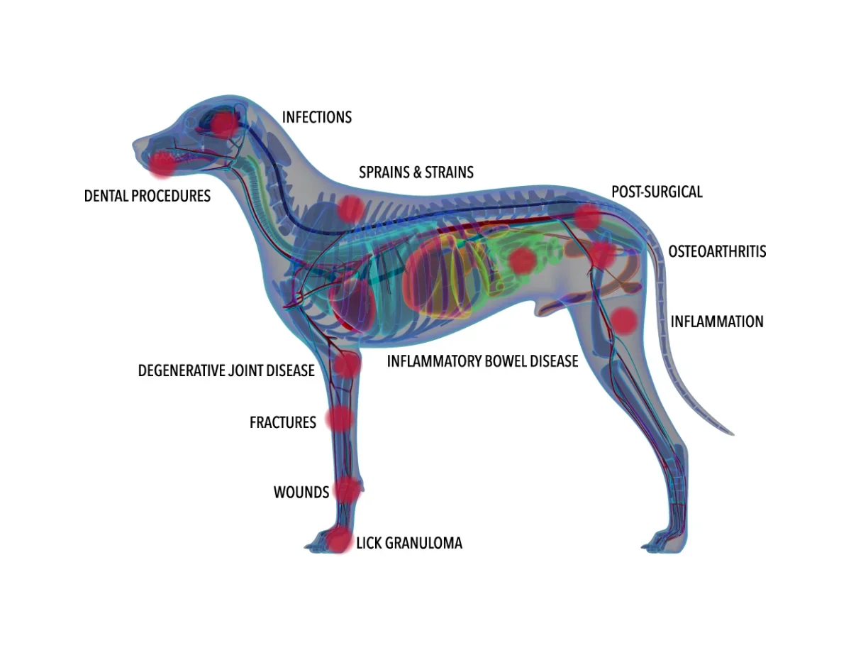 COZING 6x808nm 19x650nm LLLT Low Laser Veterinary Pain Relief Handheld Laser Therapy Device COZING 6x808nm 19x650nm LLLT Low Laser Veterinary Pain Relief Handheld Laser Therapy Device