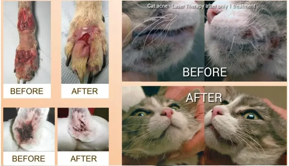 Veterinary use protable lllt cold laser pain relief wound healing instrument for animals Veterinary use protable lllt cold laser pain relief wound healing instrument for animals