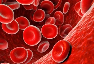 Will red blood cells (RBCs) be re-coated by fat layers after dissolution?